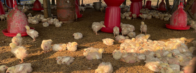 Exploring how broiler practices influence antibiotic use in West Bengal, India